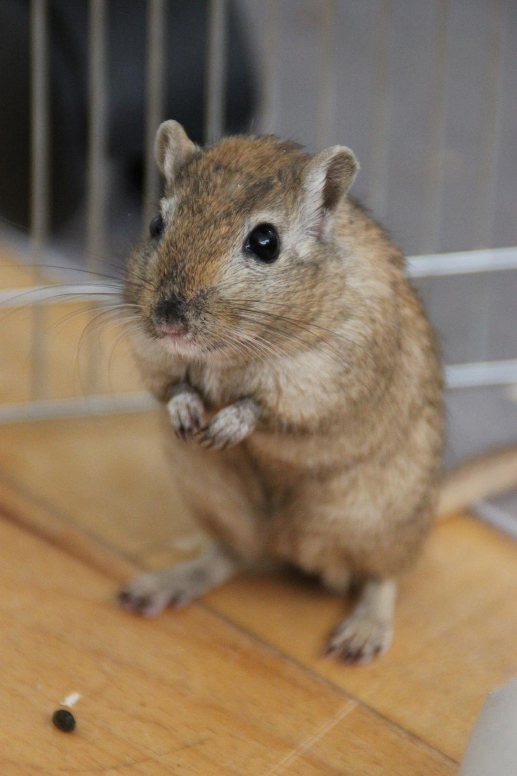 Ørkenrotte Chap billede 4