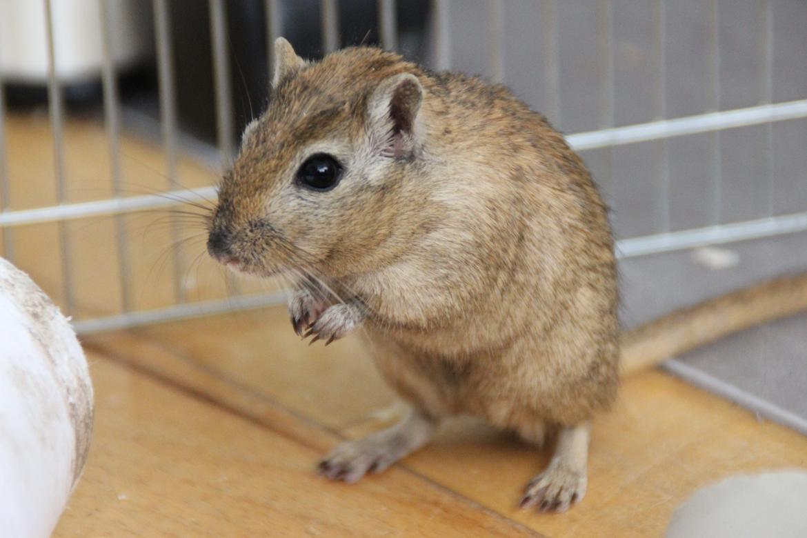 Ørkenrotte Chap billede 10