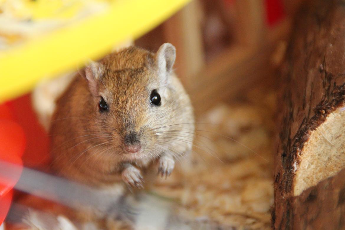 Ørkenrotte Chap billede 11