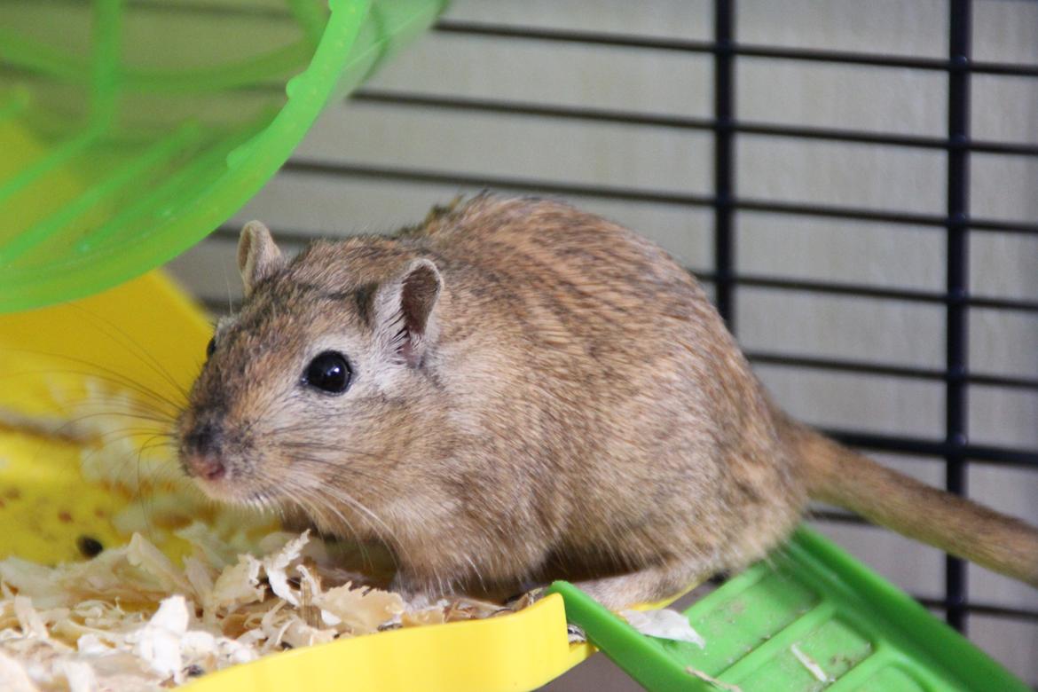 Ørkenrotte Chap billede 12