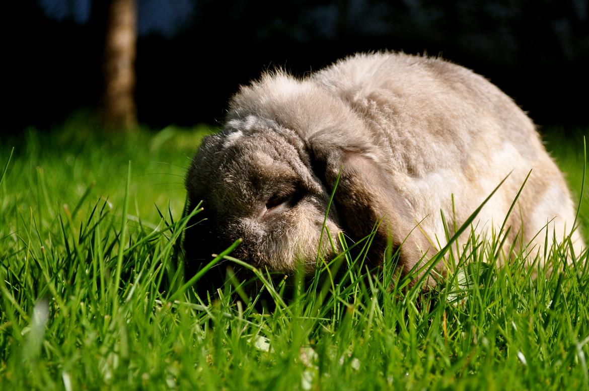 Kanin Nemo - Nemo endelig blevet rask af sine slemme pelsmider, som han desværre kæmpede med i 6 måneder. Det blev til 2.000 kr i dyrelæge regninger, for at gøre ham rask i gen (: <3 - Men desværre endte han med grå stær og er nu næsten helt blind :( billede 7