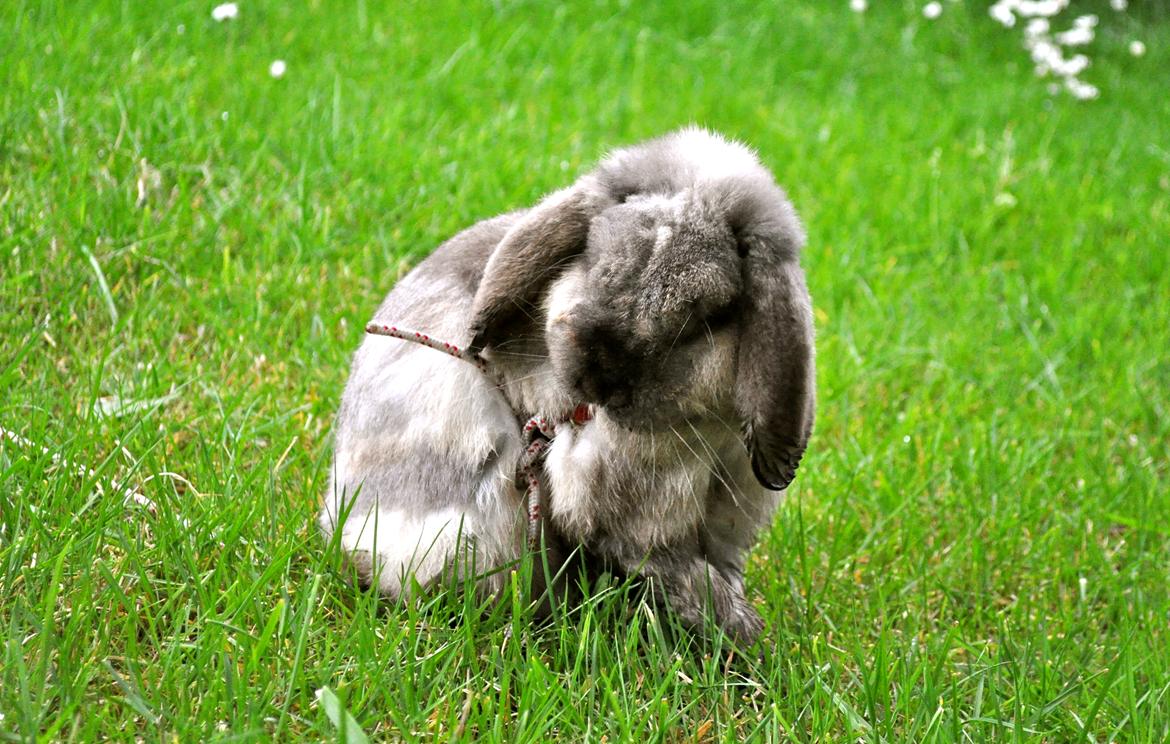 Kanin Nemo - 4 dage efter, at jeg var lige ved at få ham aflivet, fordi han ikke ville spise, og var meget elendig. Men han fik det heldigvis godt igen (:  billede 8