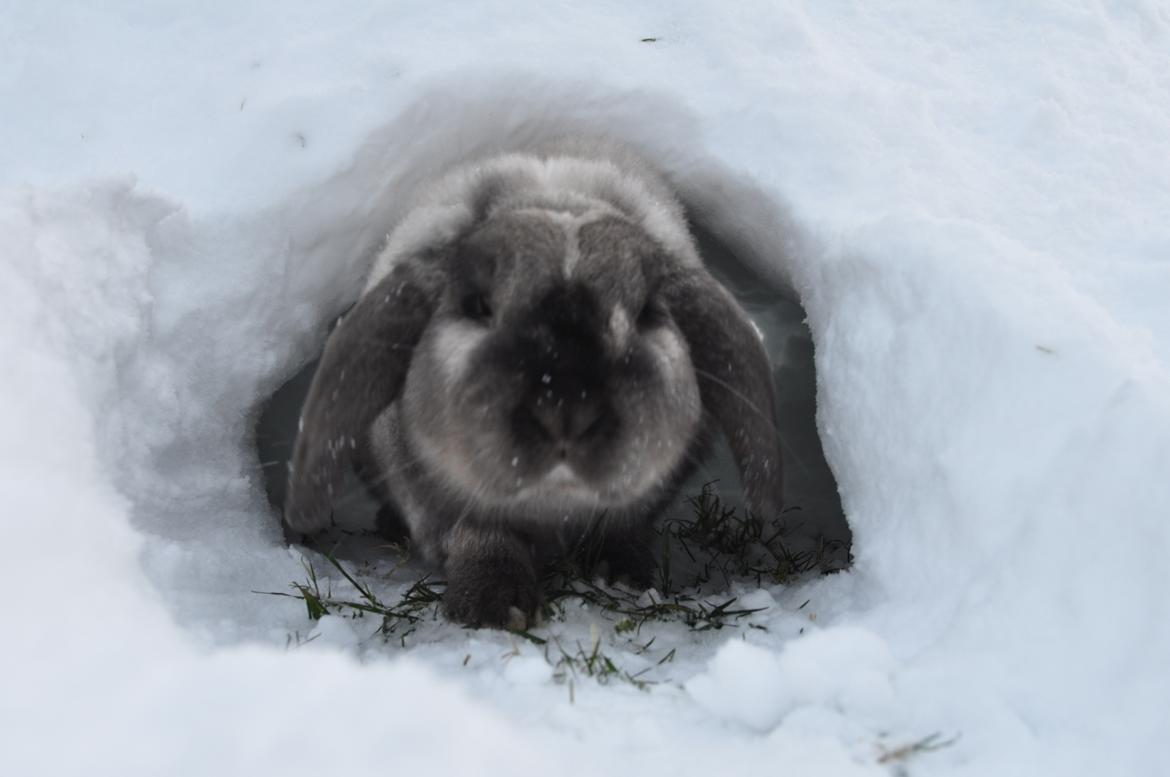 Kanin Nemo - Nemo hygger i sin sne hule :D billede 6