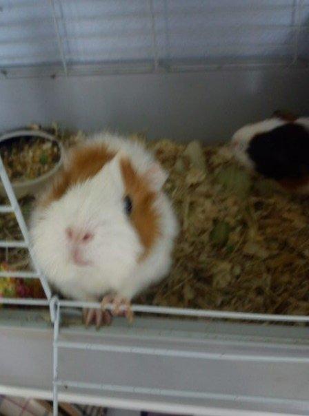 Marsvin Mulle billede 3