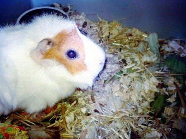 Marsvin Mulle billede 5