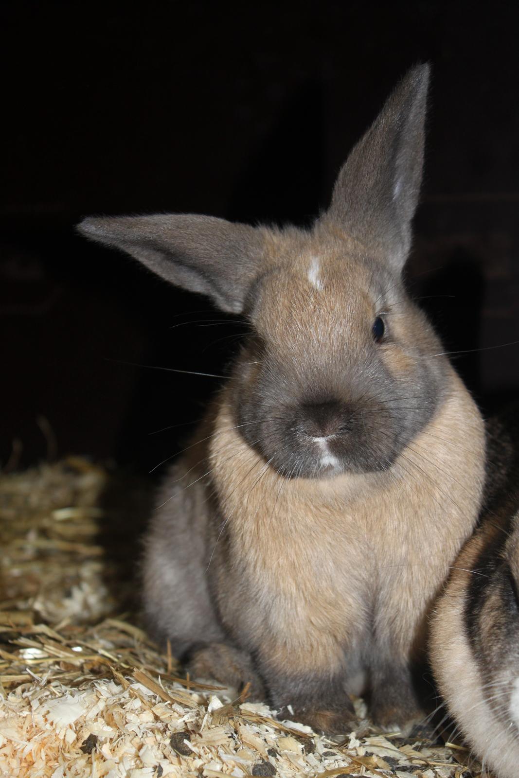 Kanin Dougs CoEa Eywa billede 2