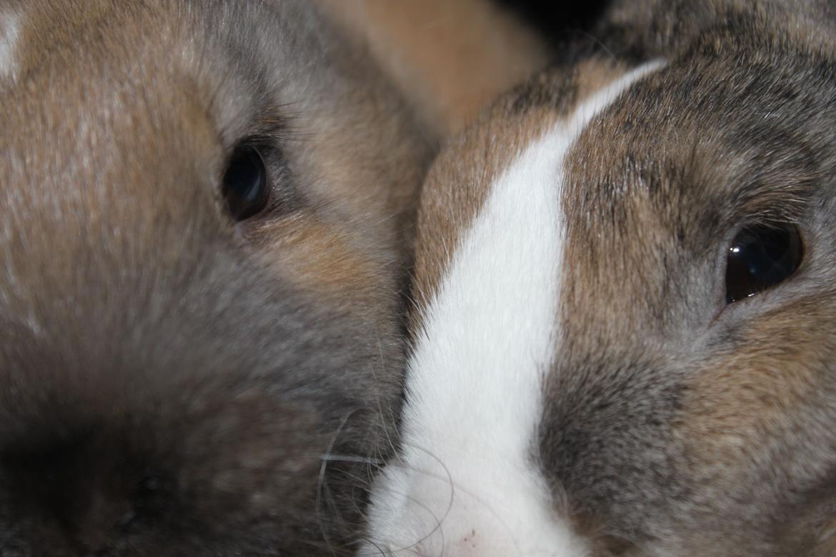 Kanin Dougs CoEa Eywa billede 13