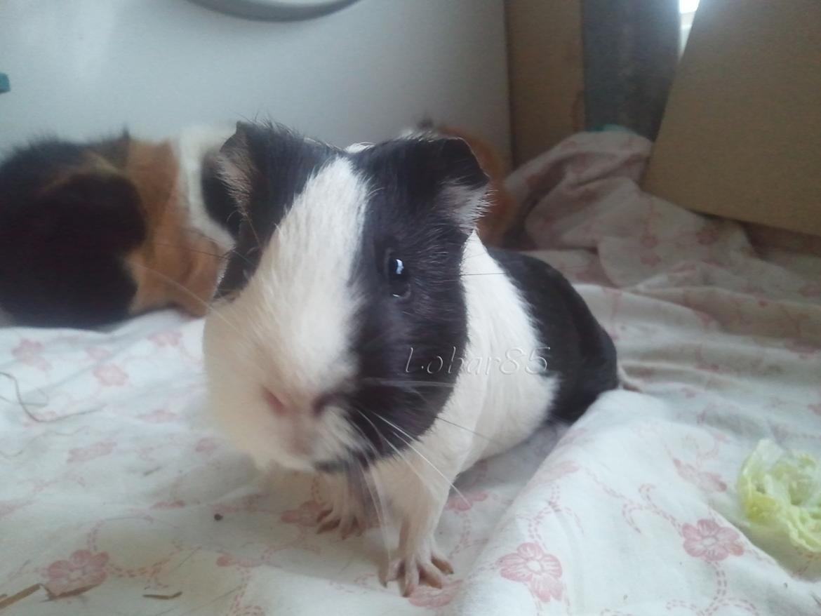 Marsvin Nadie - snif..snif..har du noget lækkert med til mig? billede 5