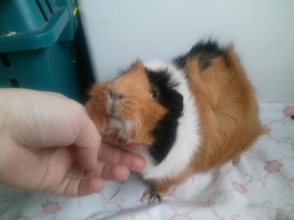 Marsvin Tamaya - Madmor har fundet mit yndlings nusse sted.. eeelsker at blive aet undet hagen <3
28.02.12  billede 8