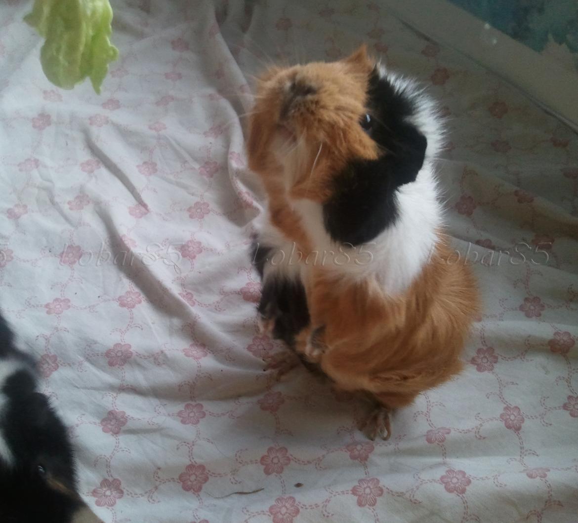 Marsvin Tamaya - 28.02.12 Er der salat?! Giv mig, giv mig, giv mig! billede 7