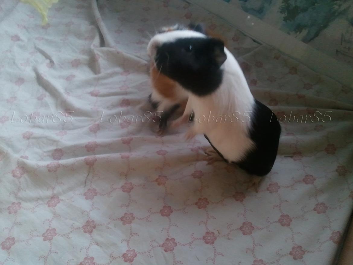 Marsvin Nadie - Åhr der er noget lækkert salat på vej
28.02.12 billede 8