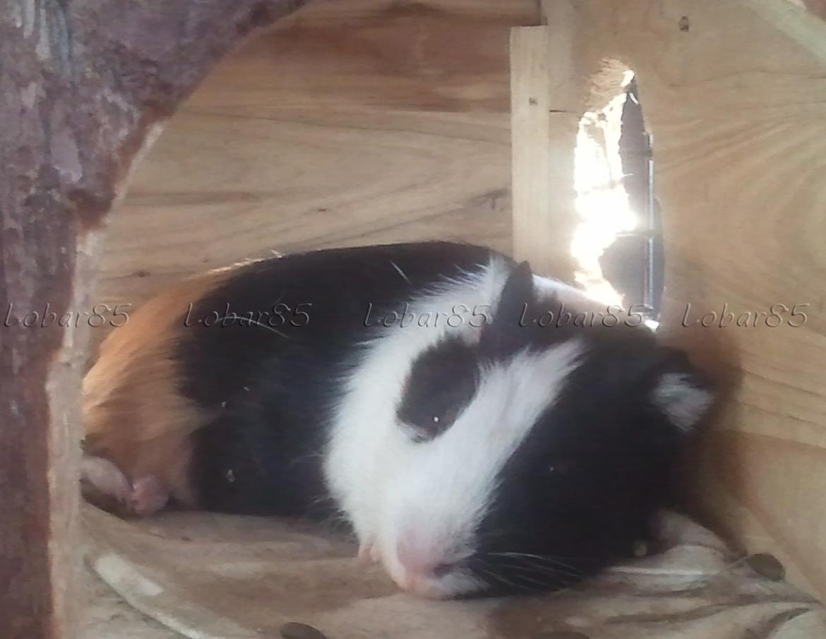 Marsvin Nadie - Jeg blev lige lidt træt, det er jo hårdt at være sød hele tiden! billede 9