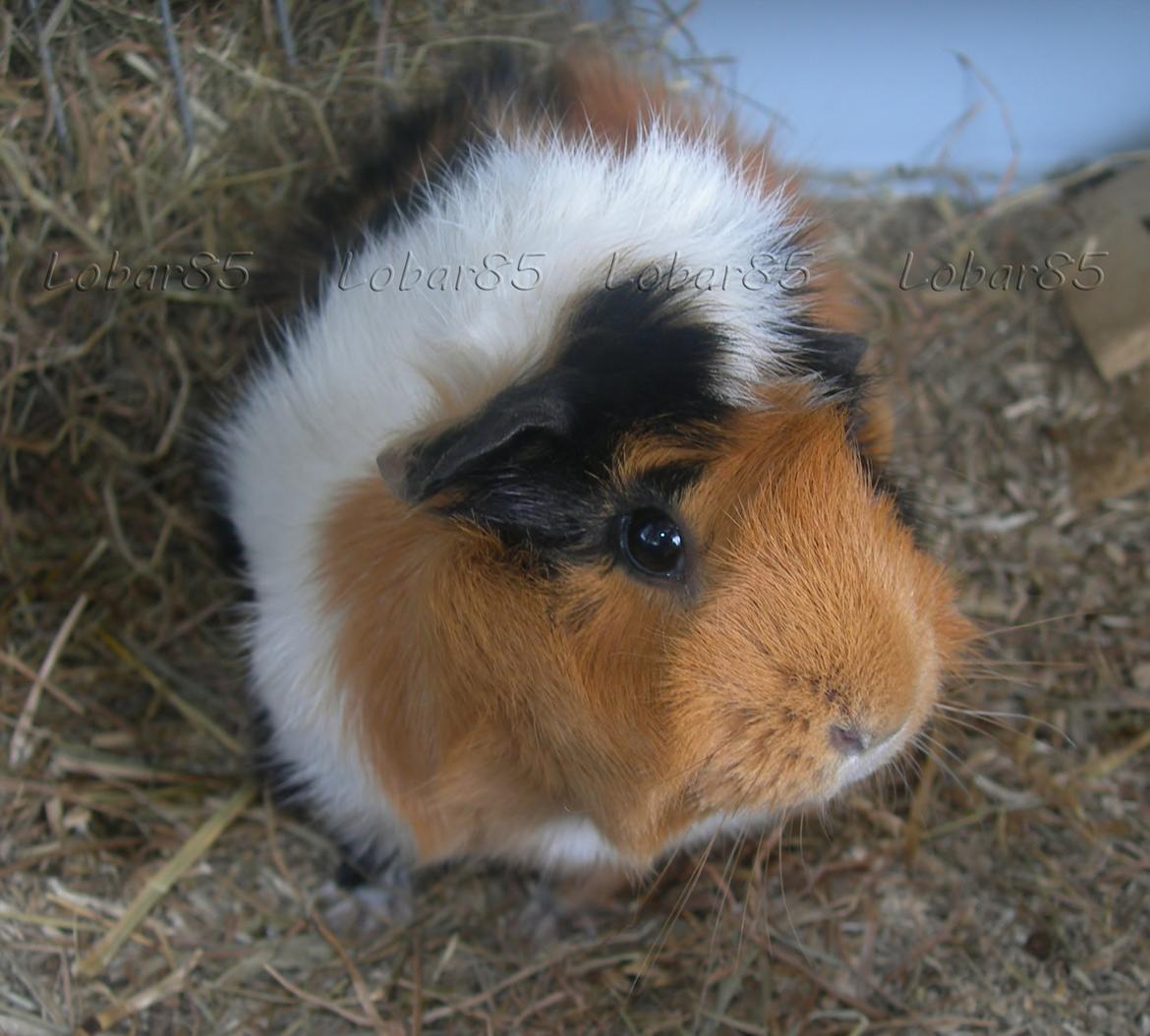 Marsvin Tamaya - Velkommen til min profil <3 billede 1