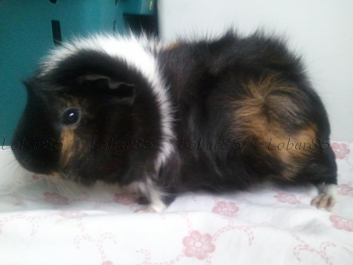 Marsvin Saga - 28.02.12 billede 4