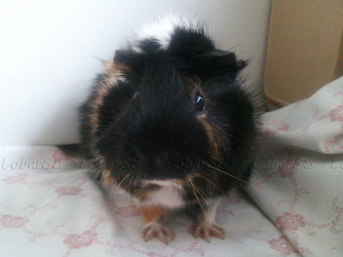 Marsvin Saga billede 2