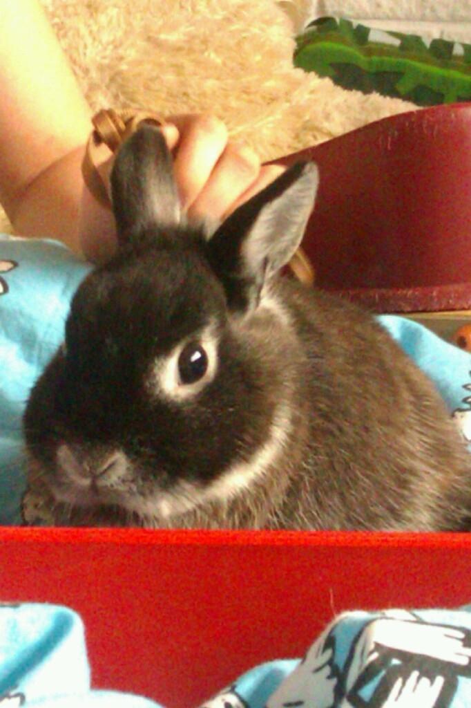 Kanin Holmdrup Huses Møffe billede 2