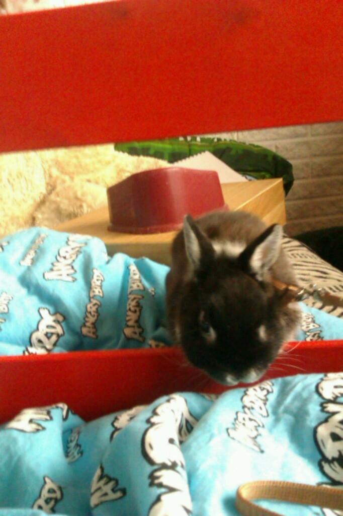 Kanin Holmdrup Huses Møffe - Han skulle springe over det men det gad han sq ikke billede 10