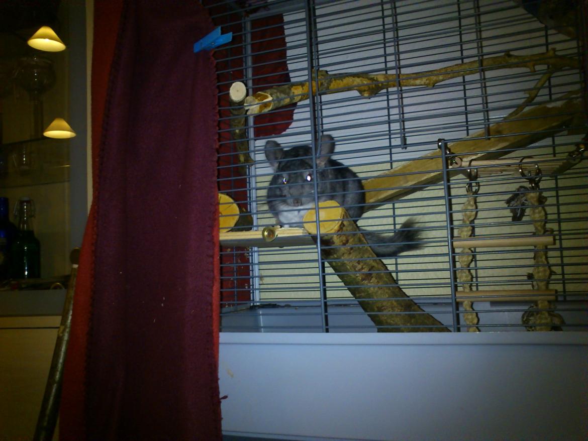 Chinchilla Rex billede 8