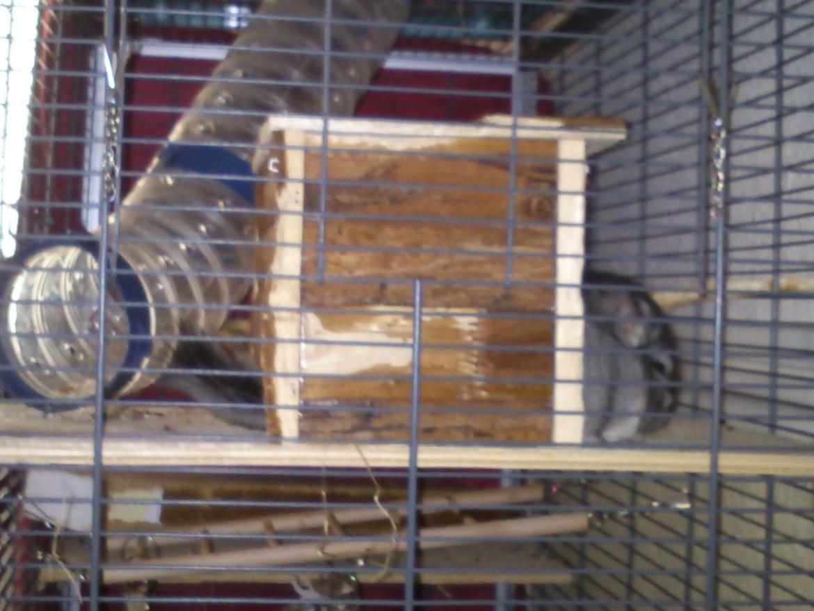 Chinchilla Rex billede 9