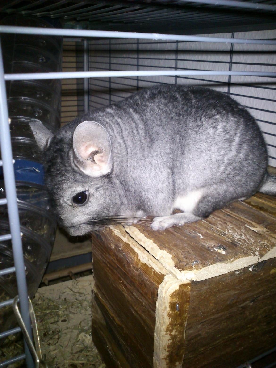 Chinchilla Rex billede 11