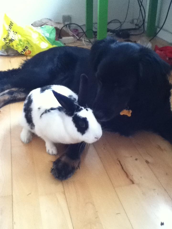 Kanin Snuske billede 1