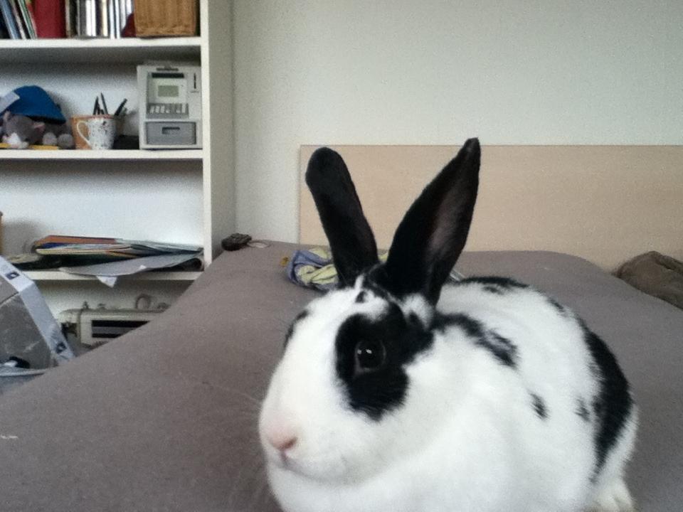 Kanin Snuske billede 2