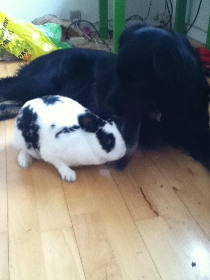 Kanin Snuske billede 3