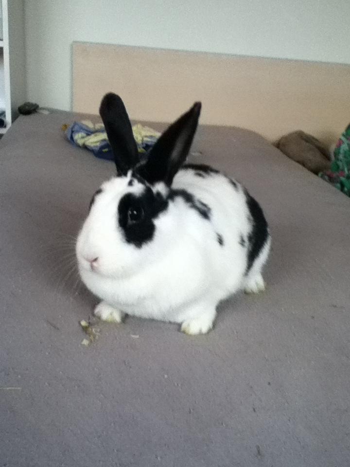 Kanin Snuske billede 4