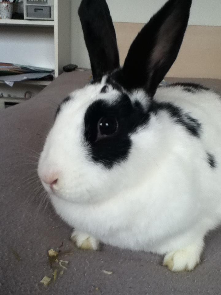 Kanin Snuske billede 5