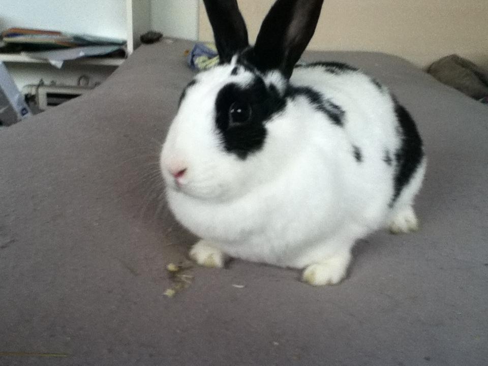 Kanin Snuske billede 6