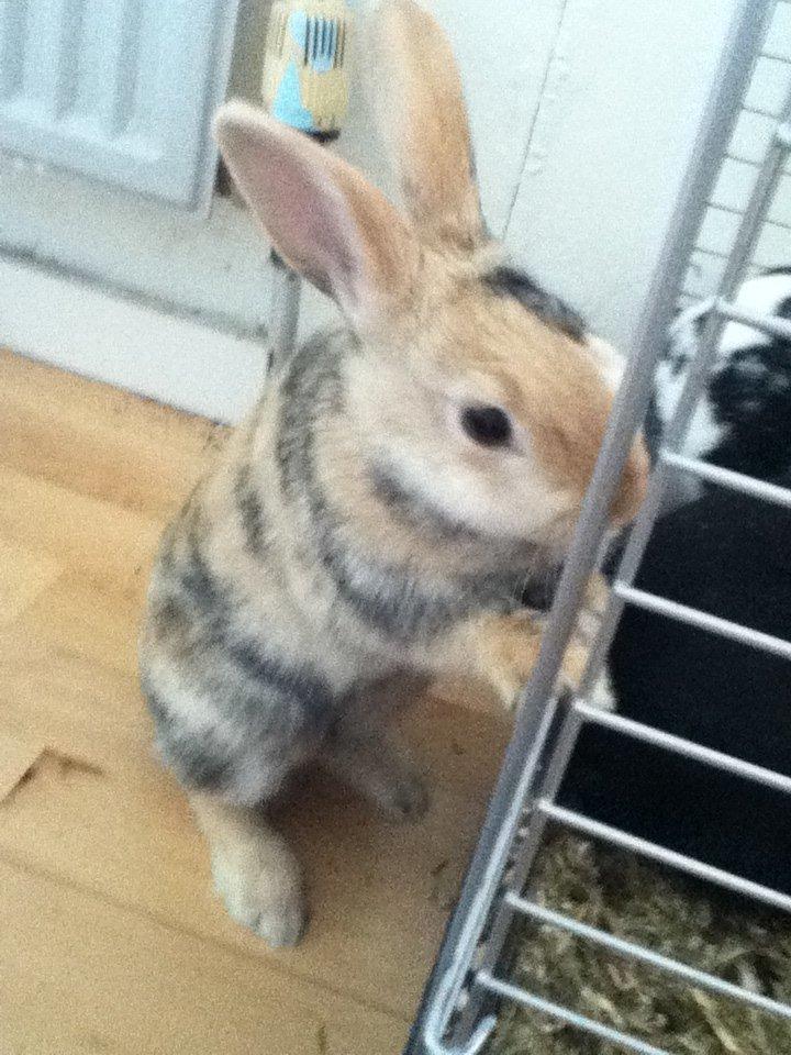 Kanin Channel - hov.. hvorfor er jeg på denne side af buret? billede 1