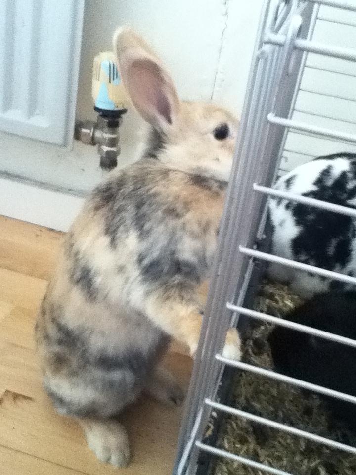 Kanin Channel billede 2