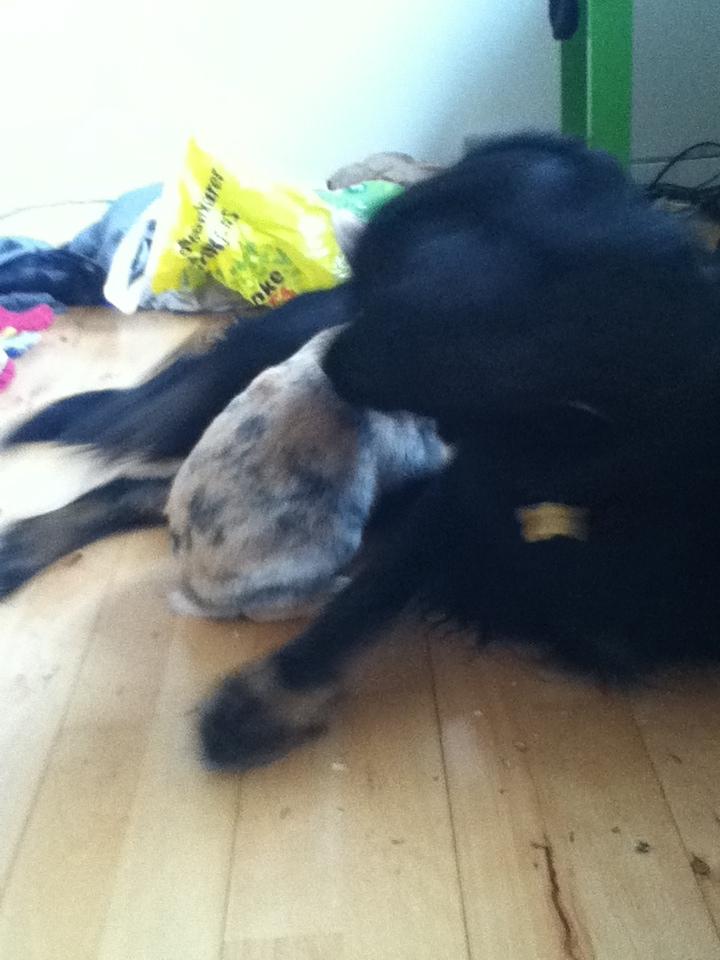 Kanin Channel billede 3