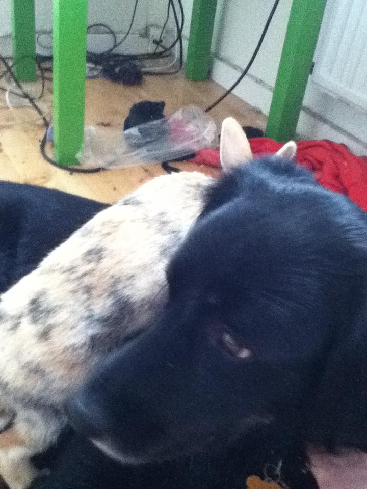 Kanin Channel - en lille ridetur på min bedste ven. billede 4