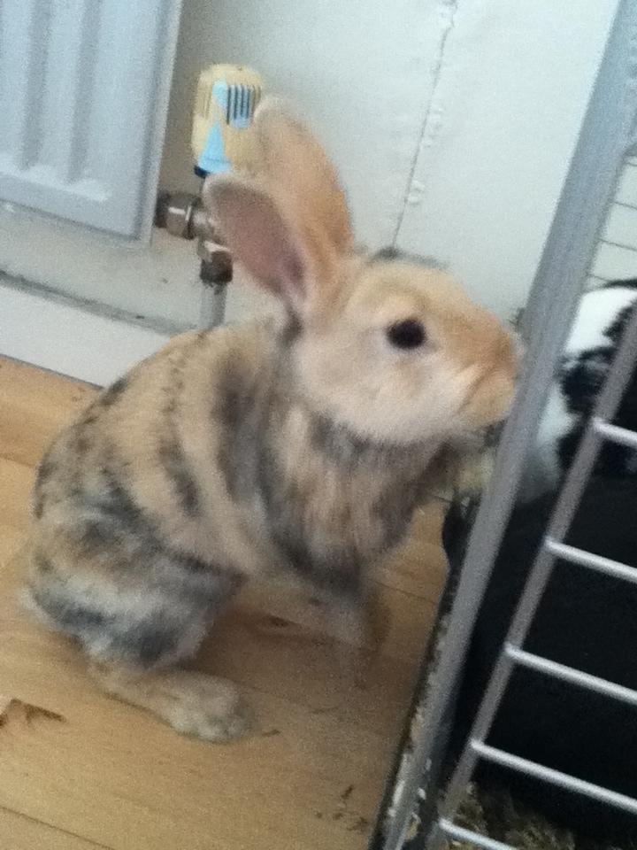 Kanin Channel billede 5