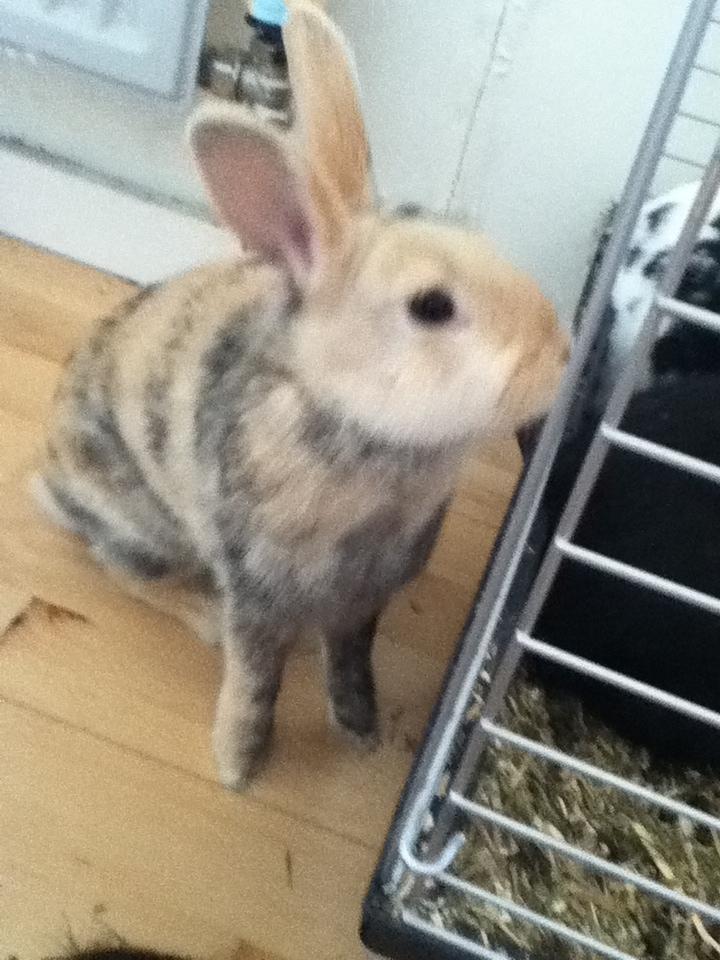 Kanin Channel billede 6