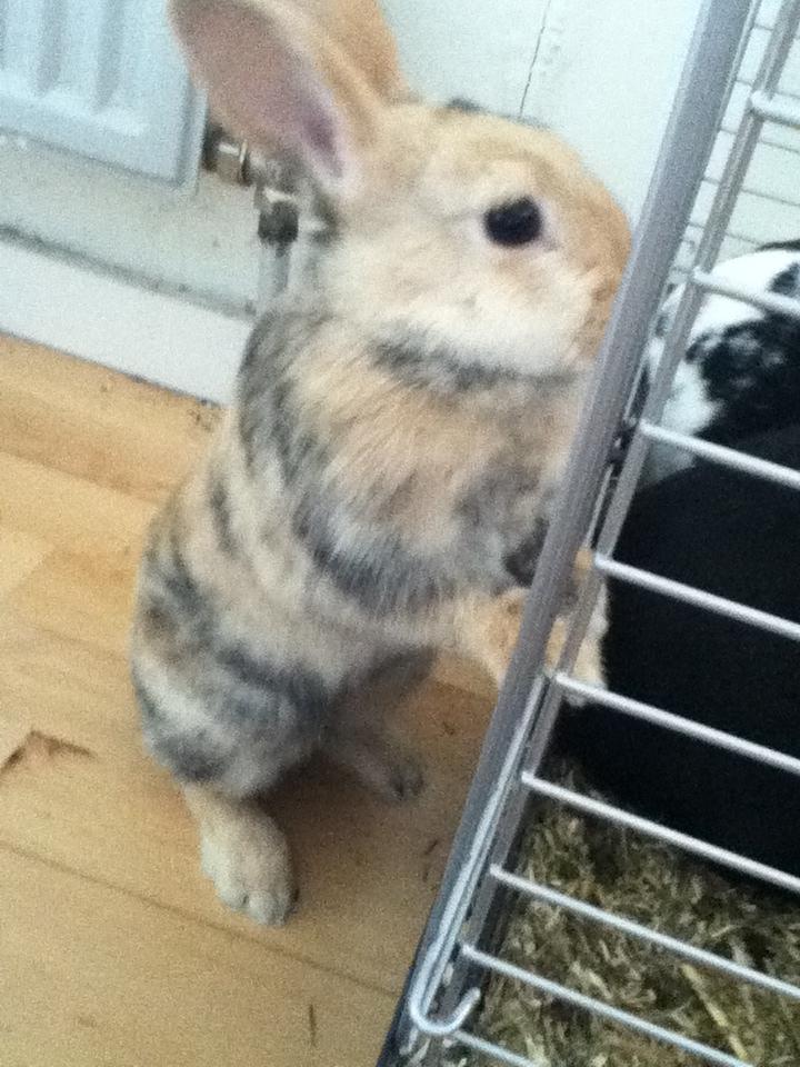 Kanin Channel billede 7