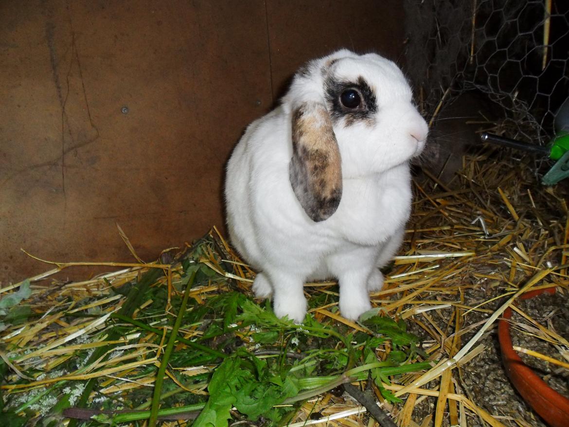 Kanin Frigg billede 1