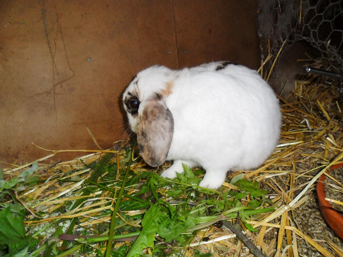 Kanin Frigg billede 2