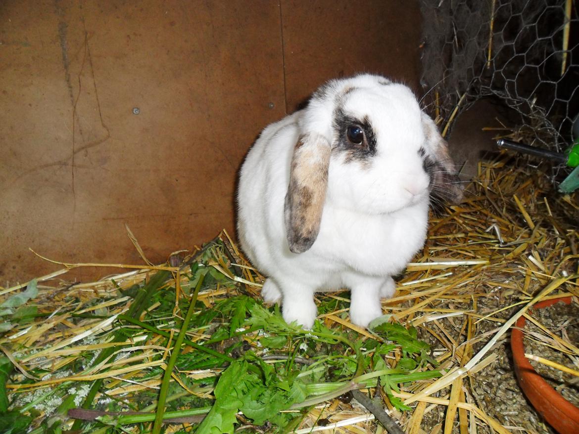 Kanin Frigg billede 3