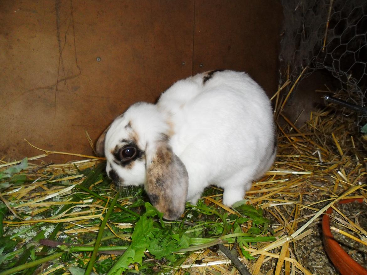 Kanin Frigg billede 4