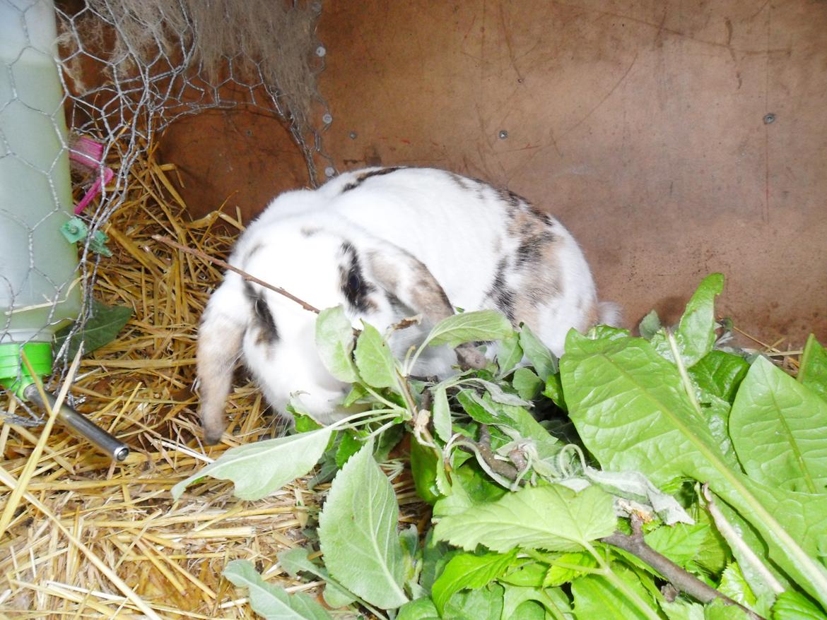 Kanin Frigg billede 5