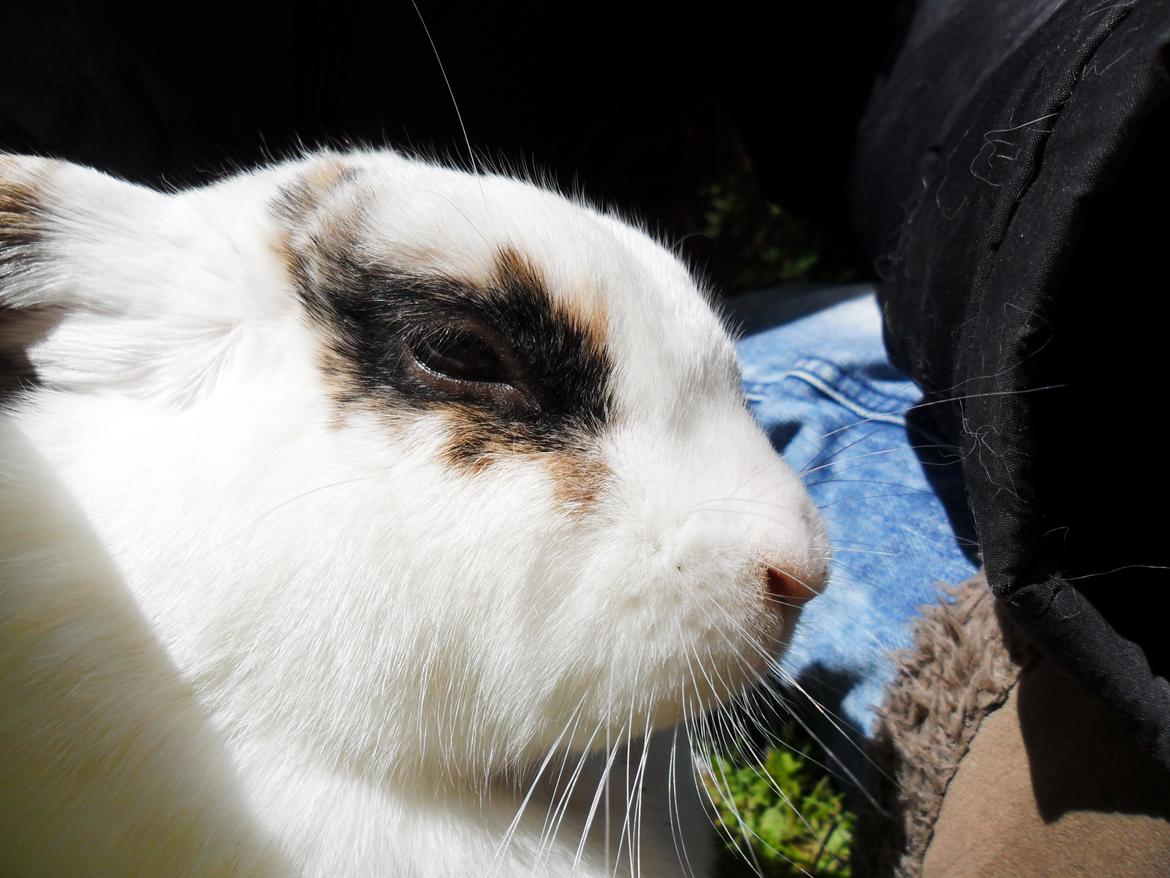 Kanin Frigg billede 6