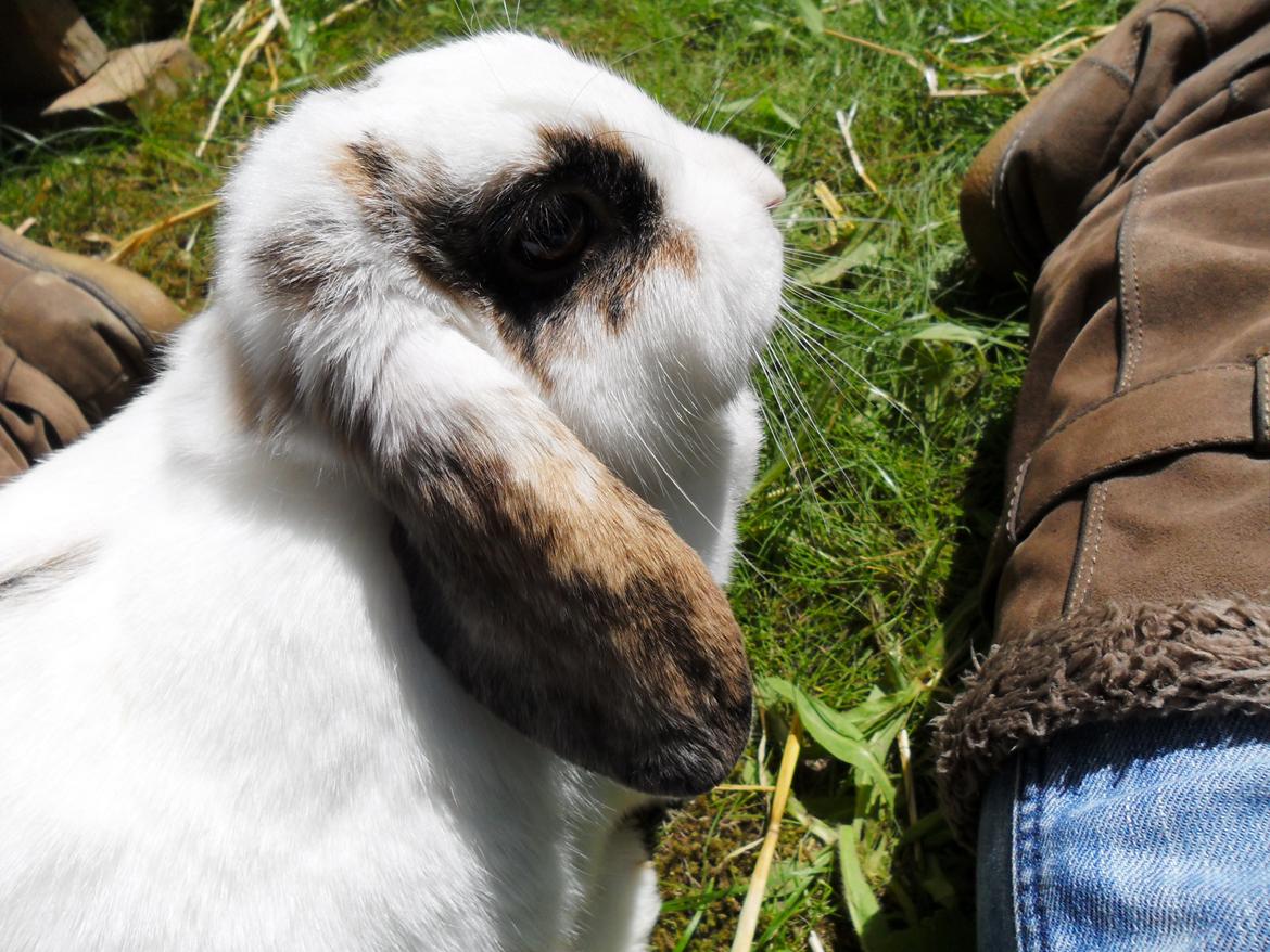 Kanin Frigg billede 7