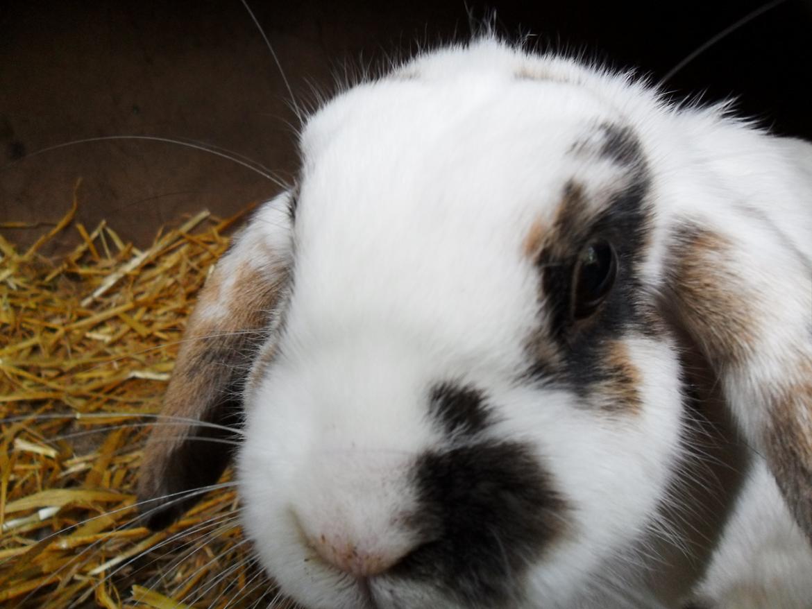 Kanin Frigg billede 8