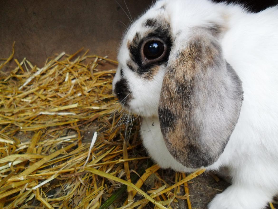 Kanin Frigg billede 9