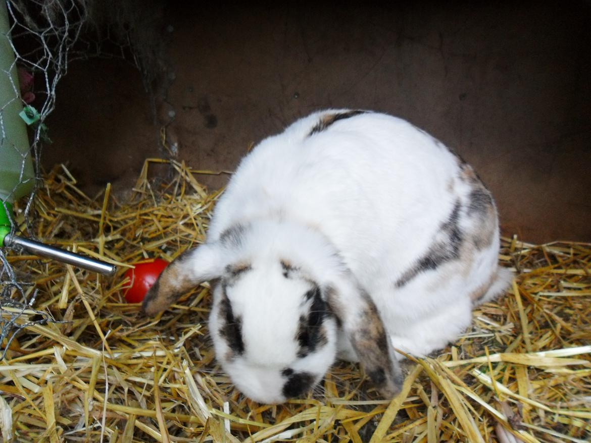 Kanin Frigg billede 10