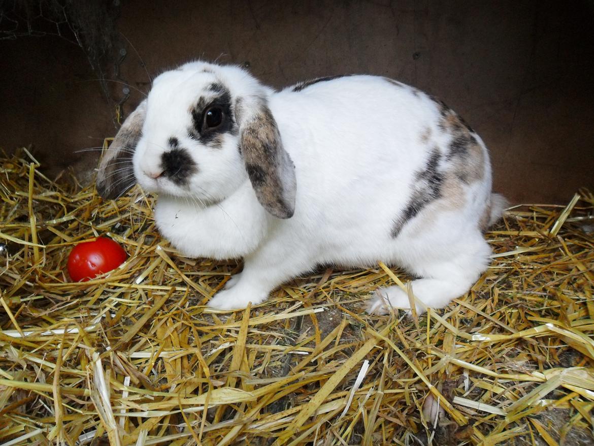 Kanin Frigg billede 11