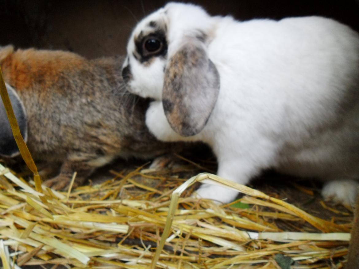 Kanin Frigg billede 12