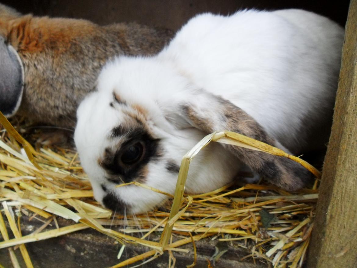 Kanin Frigg billede 13